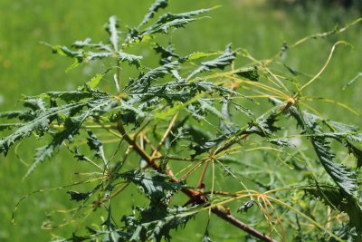 Aesculus hippocastanum 'Laciniata' - jírovec maďal - listy